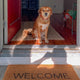 Köpek Gezdirme Yaklaşımı