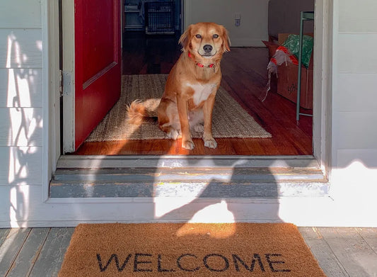 Köpek Gezdirme Yaklaşımı