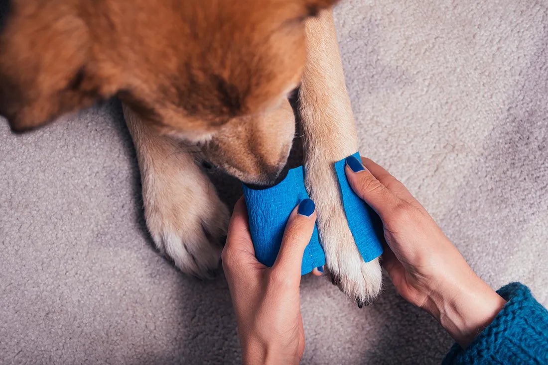 Köpekler için Acil Durum Müdahaleleri ve İlk Yardım Rehberi