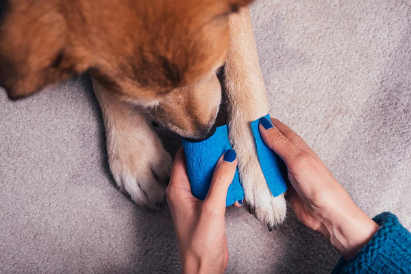 Köpekler için Acil Durum Müdahaleleri ve İlk Yardım Rehberi