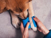 Köpekler için Acil Durum Müdahaleleri ve İlk Yardım Rehberi
