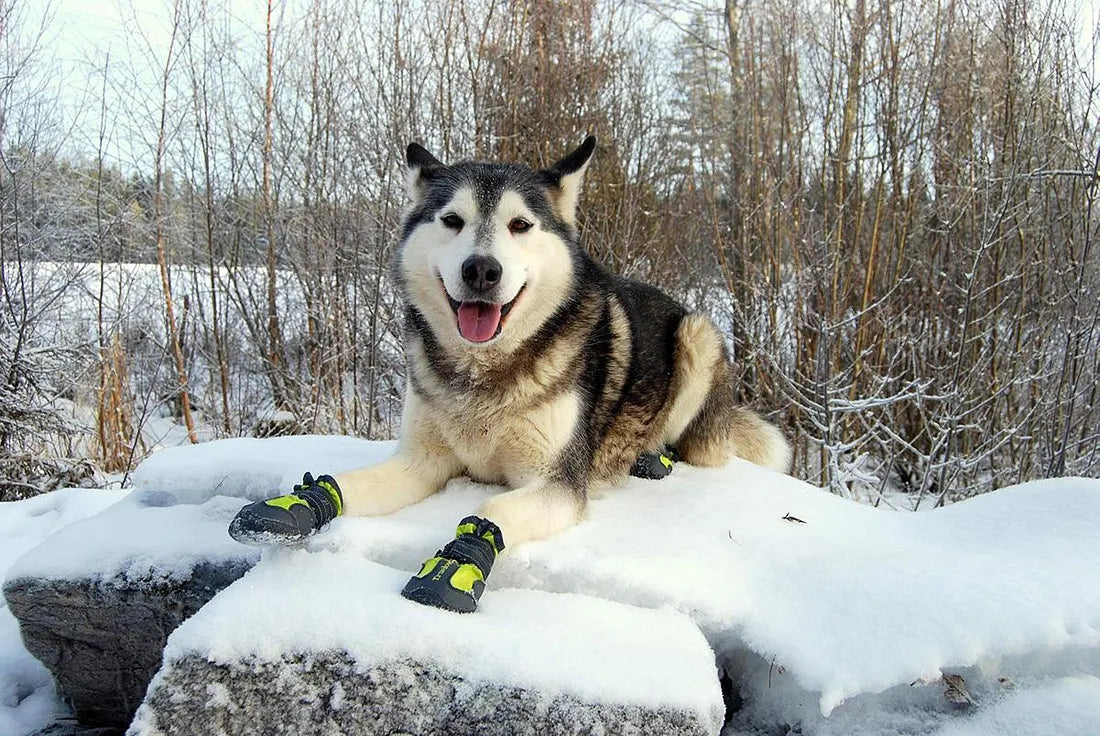 Köpek Ayakkabı Numarası Nasıl Ölçülür? Dostumuzu Köpek Ayakkabısına Alıştırmak?