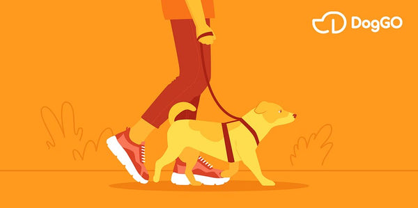 DogGO App Rehberi: Köpek Bilgileri Uygulamaya Nasıl Kaydedilir?