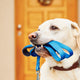 Toplu vs. Birebir Köpek Gezdirme: Hangisi Daha İyi?