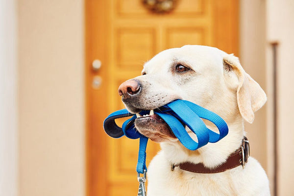 Toplu vs. Birebir Köpek Gezdirme: Hangisi Daha İyi?