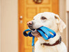 Toplu vs. Birebir Köpek Gezdirme: Hangisi Daha İyi?