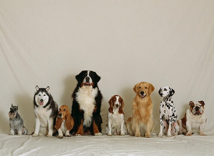 Köpeklerle Nasıl Dost Olduk?: İnsan-Köpek İlişkisinin Kökeni
