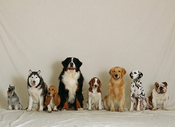Köpeklerle Nasıl Dost Olduk?: İnsan-Köpek İlişkisinin Kökeni