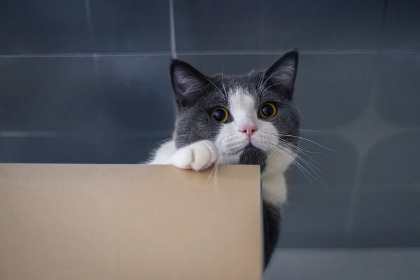 Kedi Sahiplenenlere Özel Alışveriş Listesi