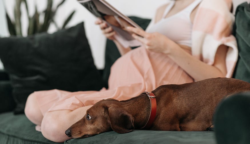 Hamile misiniz? Tebrikler, artık köpek ailesi olabilirsiniz! — ARAŞTIRMA