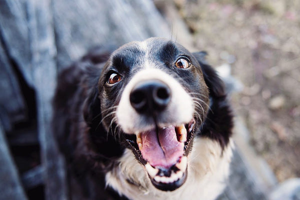 Mutlu Bir Hayat için Köpeklerden Almamız Gereken 10 Ders