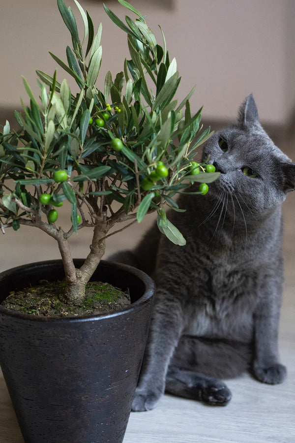 Kedi Sahiplenmeden Önce Bunları Mutlaka Bilin!