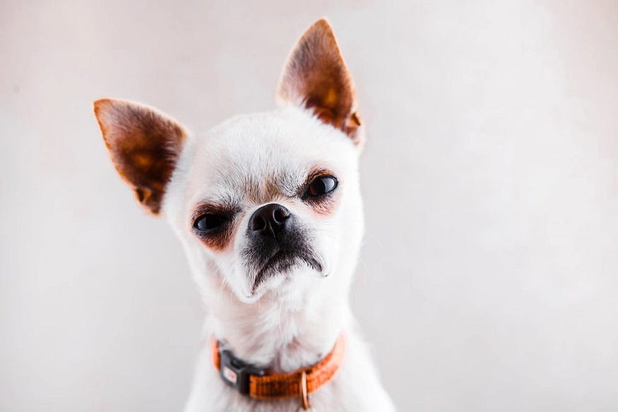 Köpeklerde Agresyon: Nedenleri, Belirtileri, Çeşitleri & Çözümü