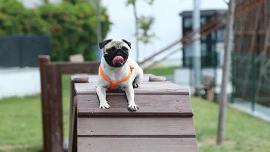 İstanbul’daki Köpek Parkları