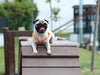İstanbul’daki Köpek Parkları