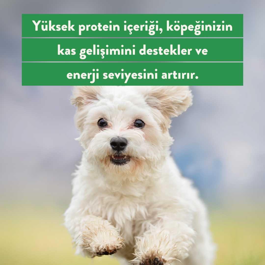 Somon Ödül Maması