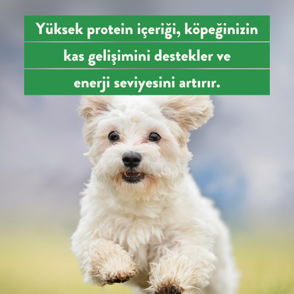 Somon Ödül Maması