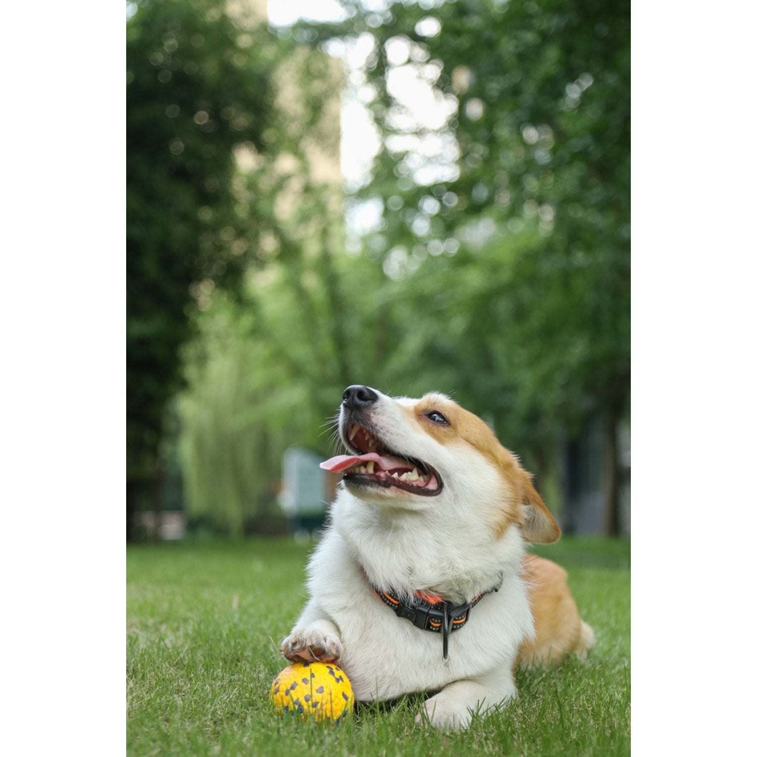 M-Pets Bloom Ball Parçalanmaz Top Köpek Oyuncağı