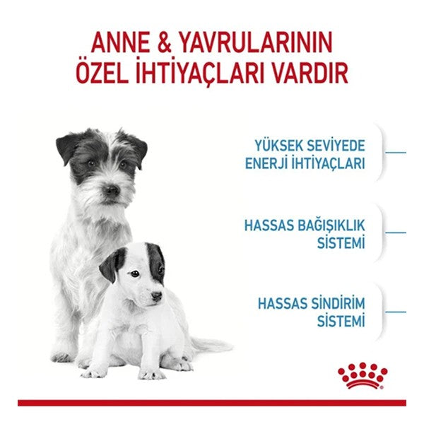Royal Canin Mini Starter Anne ve Yavru Köpek Maması