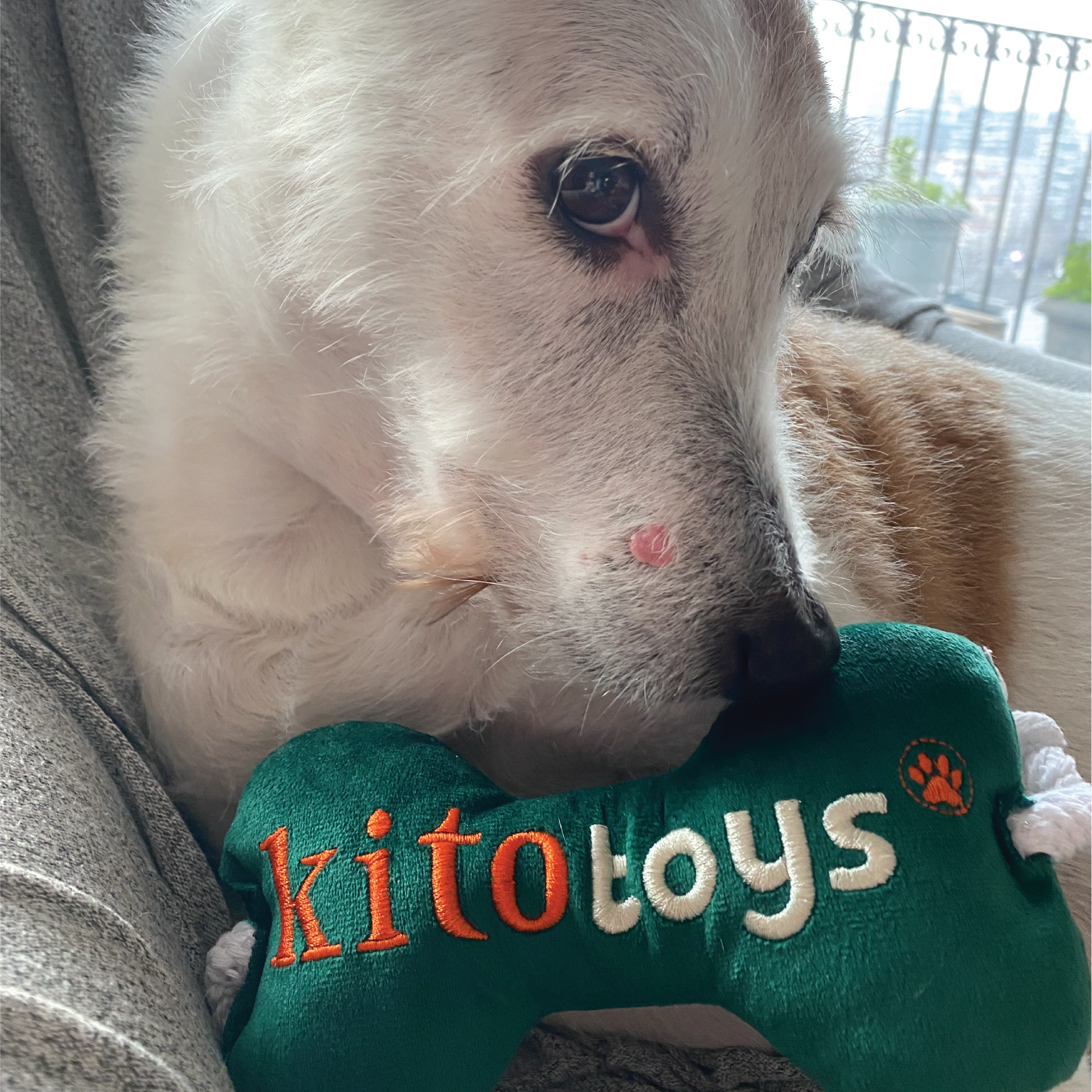 Kemik Peluş Köpek Oyuncağı