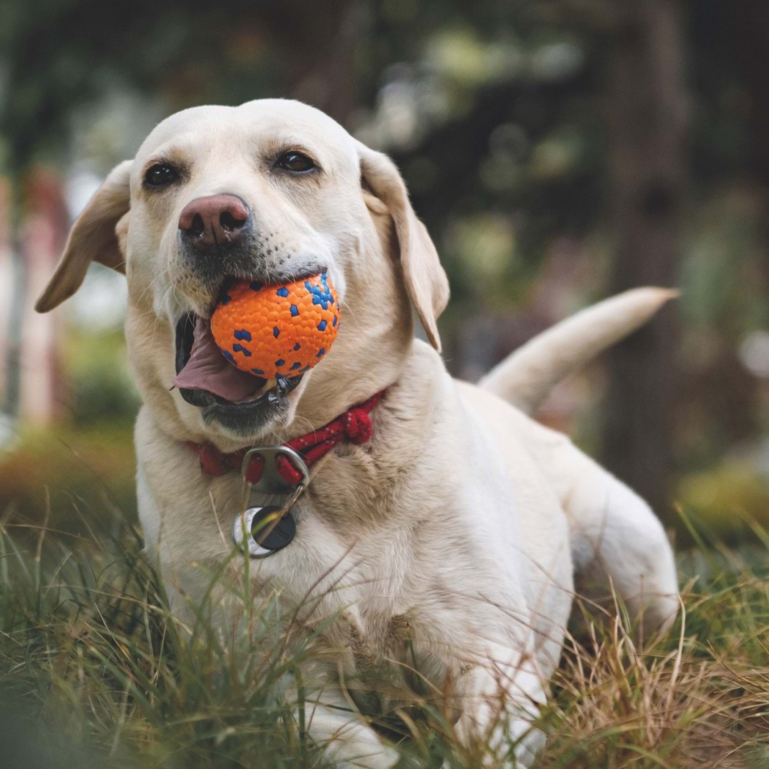 M-Pets Bloom Ball Parçalanmaz Top Köpek Oyuncağı
