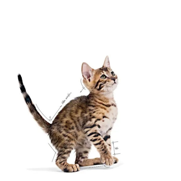 Royal Canin Kitten Sterilised Pouch Kısırlaştırılmış Yavru Konserve Kedi Maması