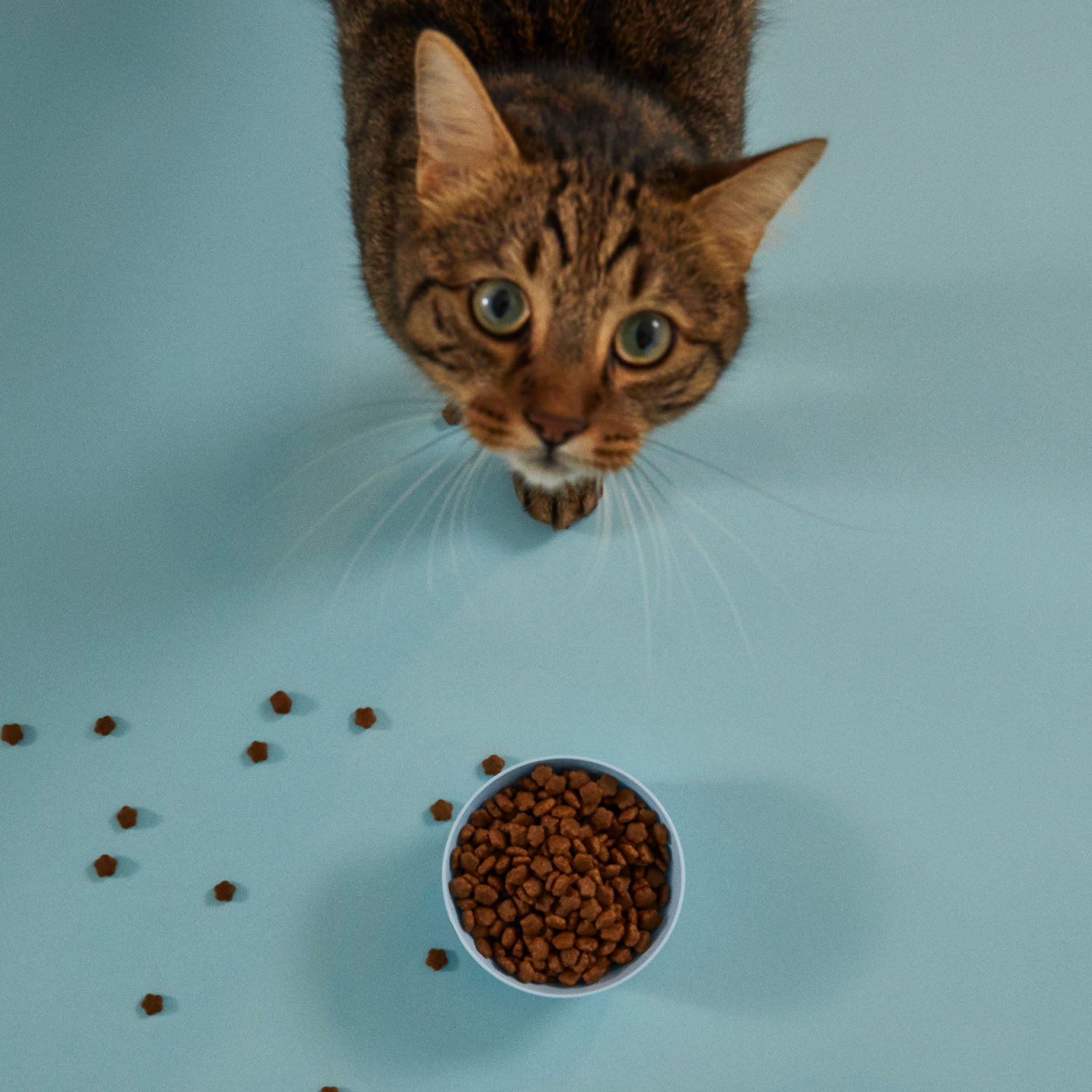 Yetişkin Kedi Maması