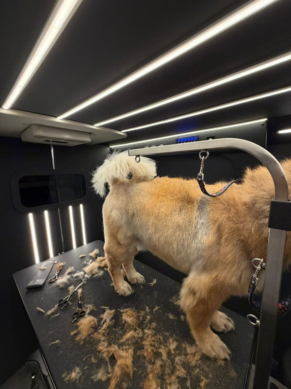 Yenimahalle Mobil Pet Kuaför Hizmeti Galerisi - DogGO

