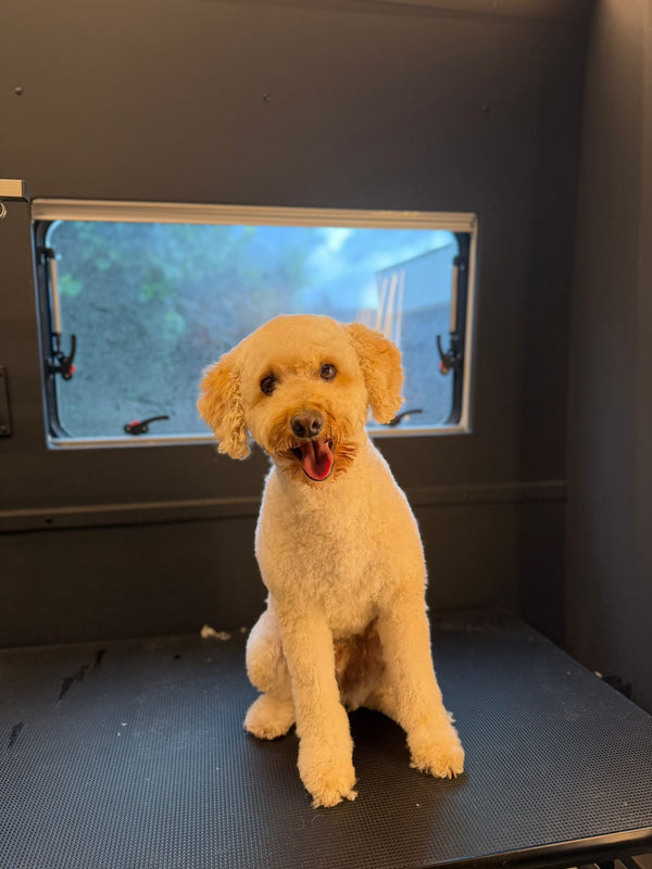 Yenimahalle Mobil Pet Kuaför Hizmeti Galerisi - DogGO
