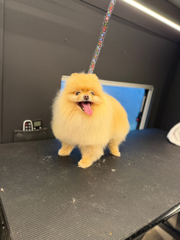 Yenimahalle Mobil Pet Kuaför Hizmeti Galerisi - DogGO
