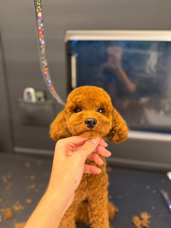 Yenimahalle Mobil Pet Kuaför Hizmeti Galerisi - DogGO
