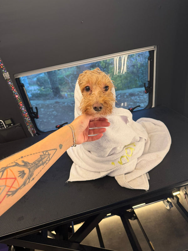 Yenimahalle Mobil Pet Kuaför Hizmeti Galerisi - DogGO
