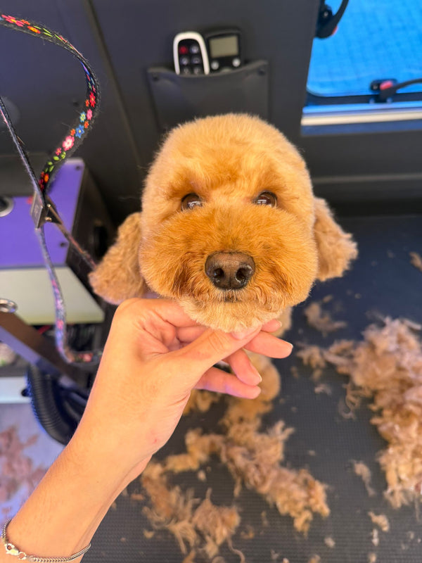 Yenimahalle Mobil Pet Kuaför Hizmeti Galerisi - DogGO
