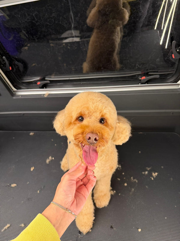 Yenimahalle Mobil Pet Kuaför Hizmeti Galerisi - DogGO
