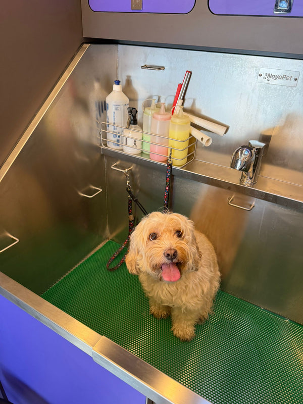 Yenimahalle Mobil Pet Kuaför Hizmeti Galerisi - DogGO
