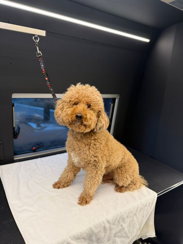 Yenimahalle Mobil Pet Kuaför Hizmeti Galerisi - DogGO
