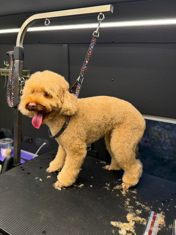 Yenimahalle Mobil Pet Kuaför Hizmeti Galerisi - DogGO
