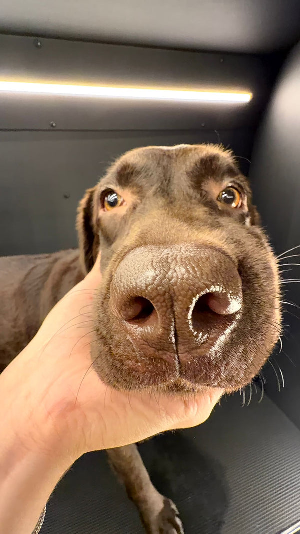 Yenimahalle Mobil Pet Kuaför Hizmeti Galerisi - DogGO
