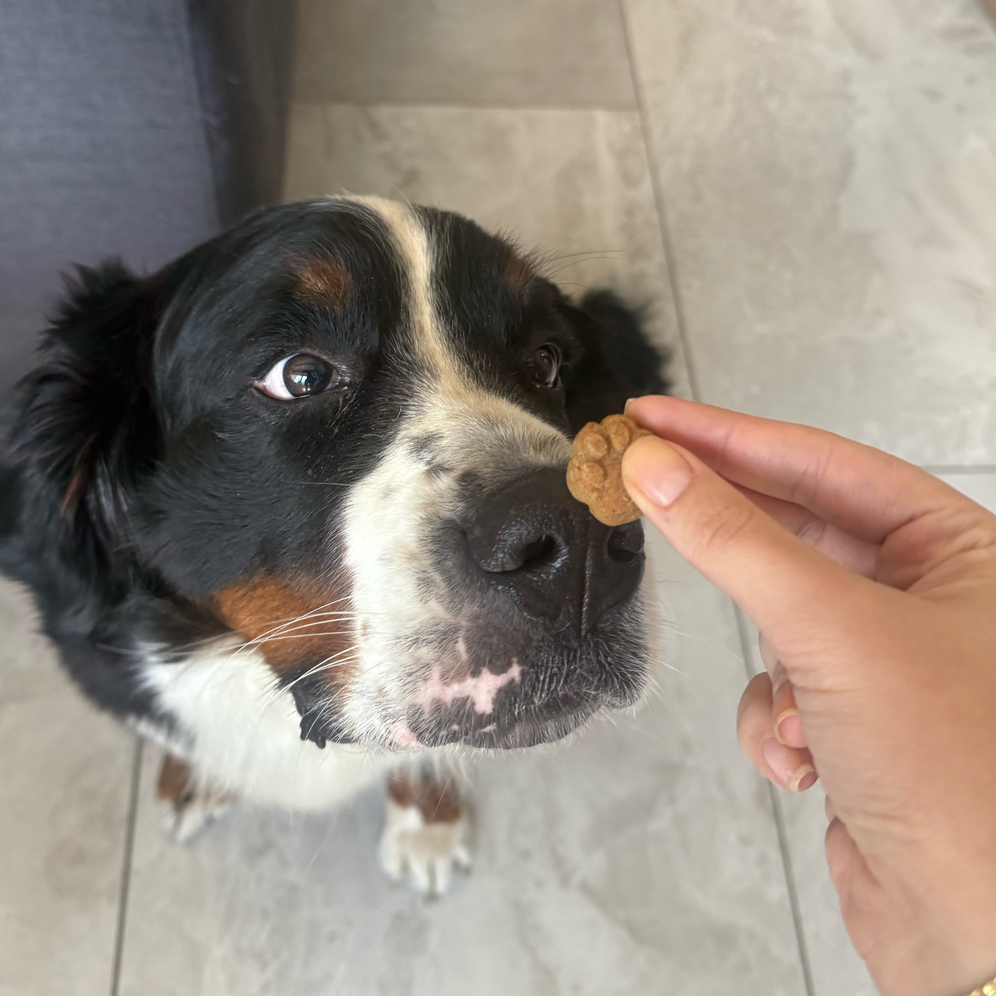 Kito Brokoli & Havuç & Elma Cookie