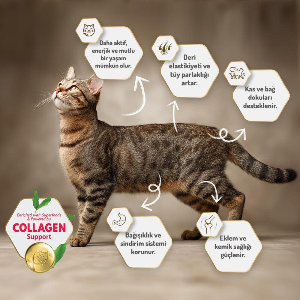 Felicia Kuzu Etli Az Tahıllı Hypoallergenic Yetişkin Kedi Maması 2 KG  | SRC: Barcode: 8681299606665