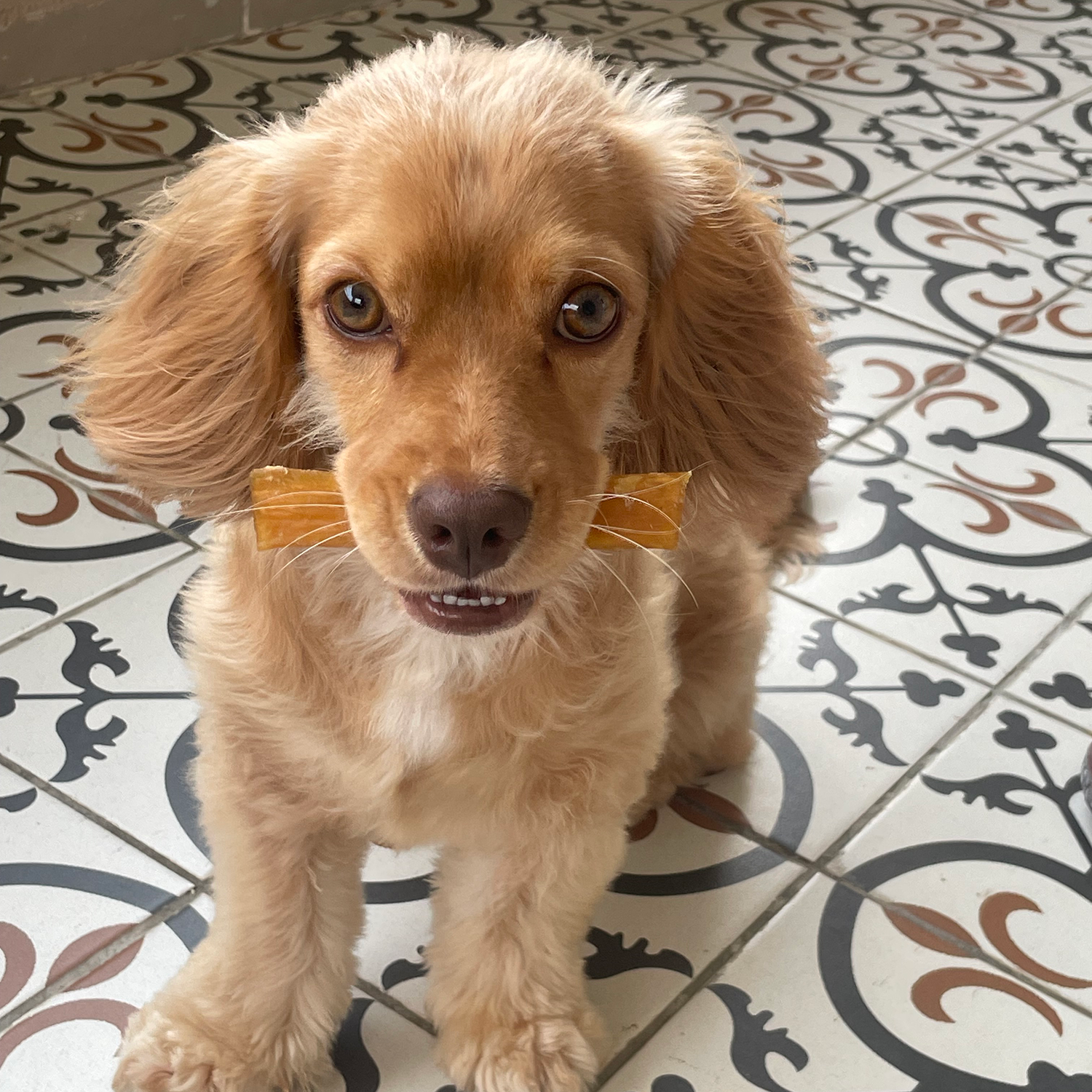 Dana İnce Sinir Ödül Maması