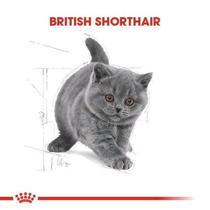 Royal Canin British Shorthair İçin Özel Yavru Kedi Maması 2 KG  | SRC: Barcode: 3182550816533