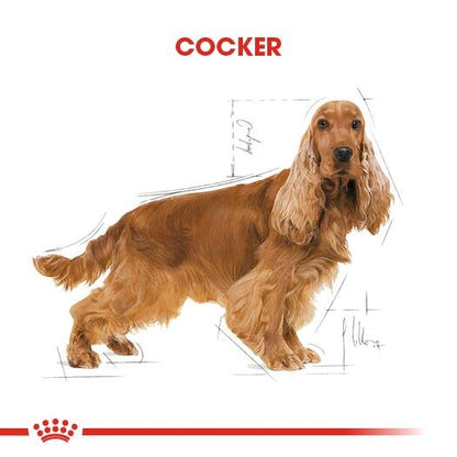 Royal Canin Cocker Özel Irk Yetişkin Köpek Maması 3 KG  | SRC: Barcode: 3182550743709