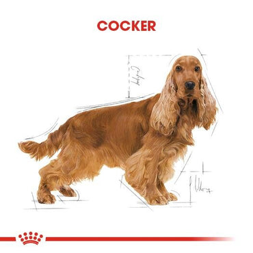 Royal Canin Cocker Özel Irk Yetişkin Köpek Maması 3 KG  | SRC: Barcode: 3182550743709