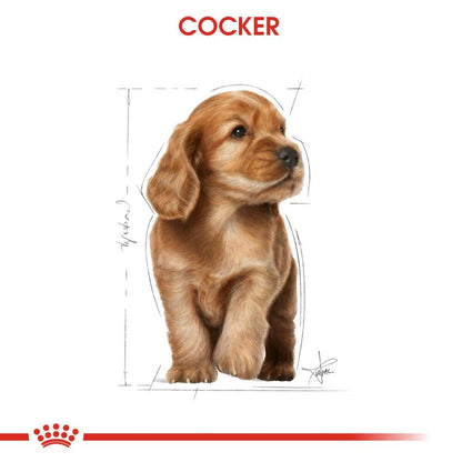 Royal Canin Cocker Puppy Yavru Köpek Maması 3 KG  | SRC: Barcode: 3182550813211