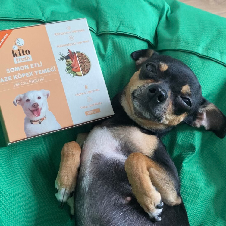 Somon Etli Köpek Yemeği