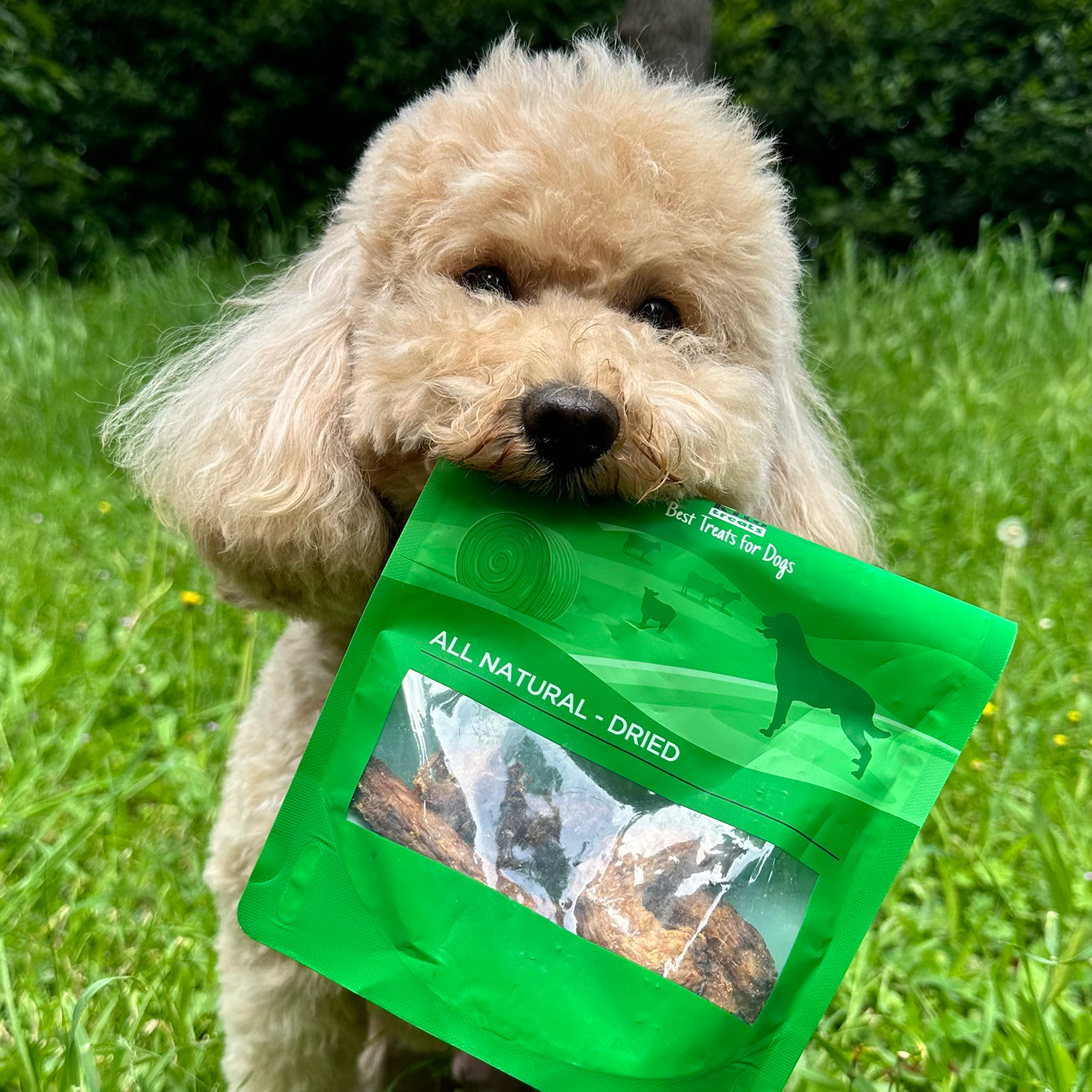 Tavuk Boyun Çiğnemelik Köpek Ödül Maması