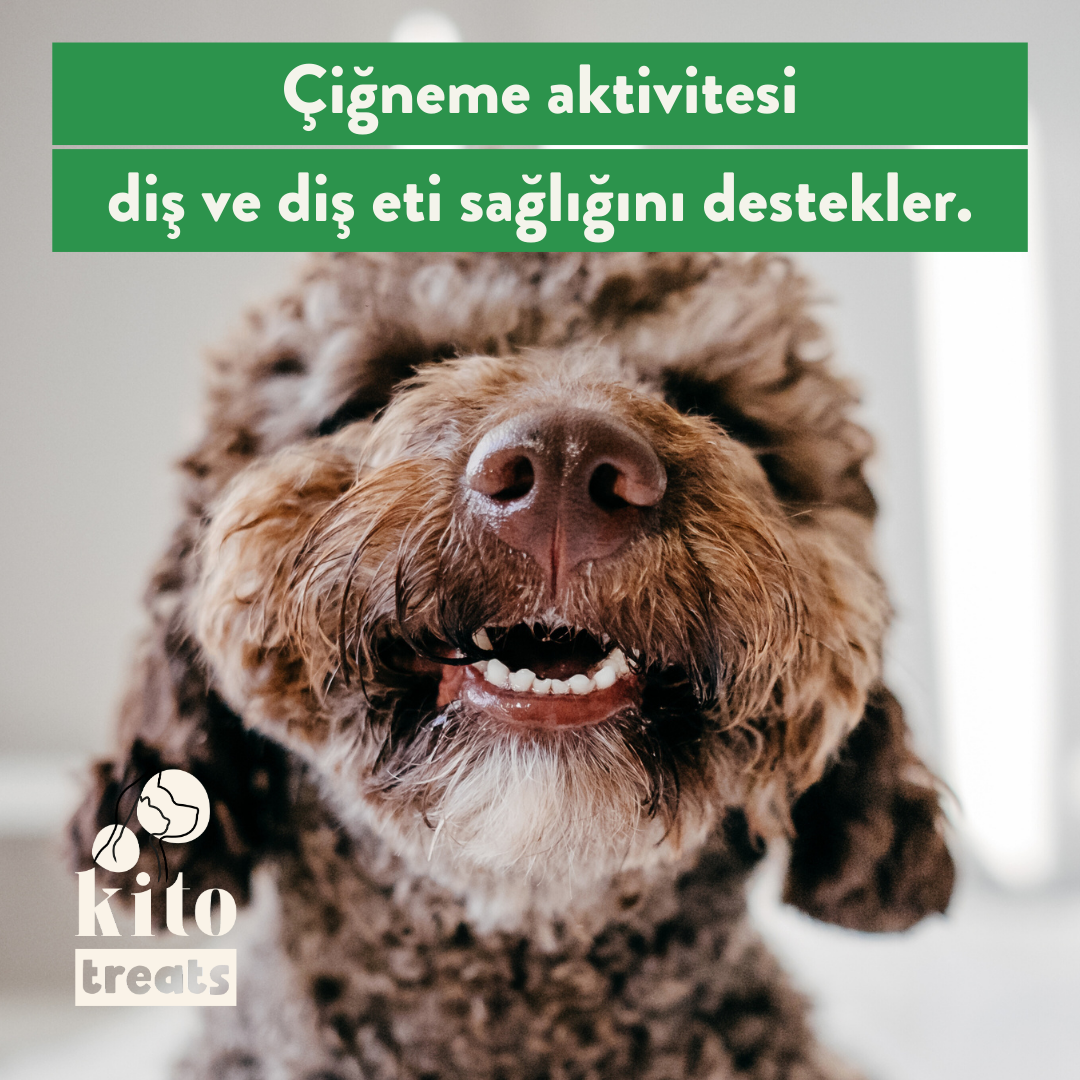Dana Kulak Ödül Maması