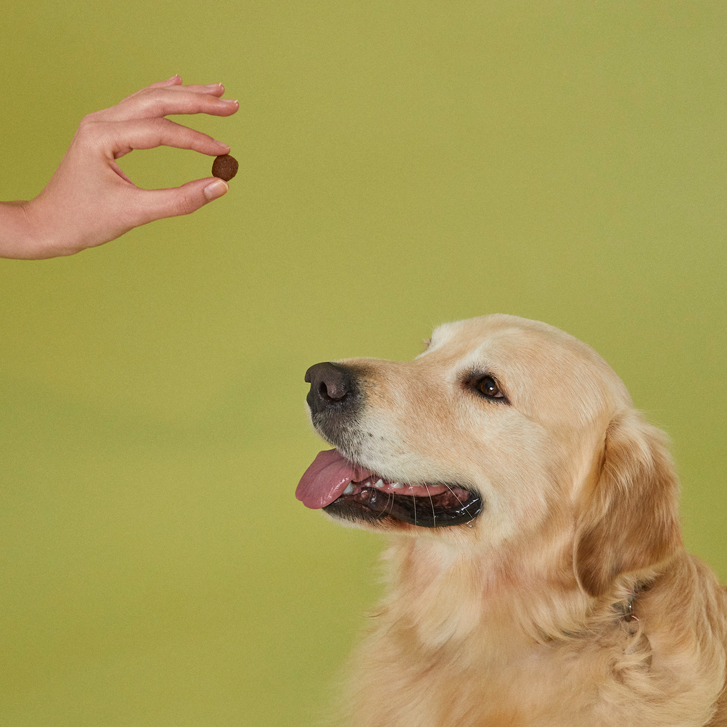 Yetişkin Köpek Maması